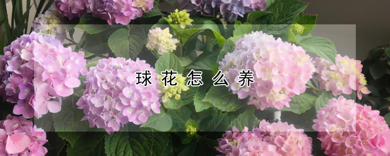 球花怎麼養