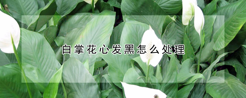 白掌花心發黑怎麼處理