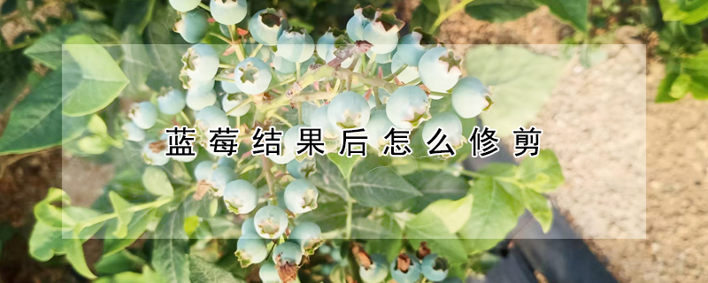 藍莓結果後怎麼修剪