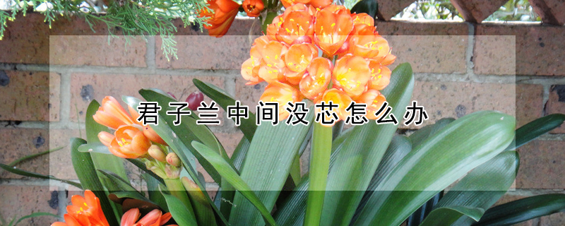 君子蘭中間沒芯怎麼辦