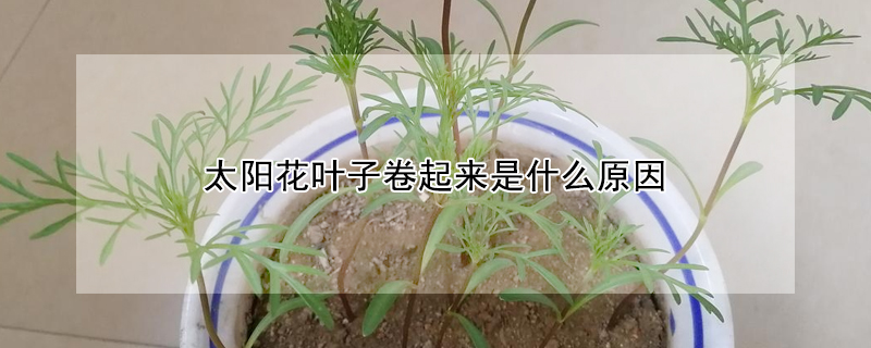 太陽花葉子卷起來是什麼原因?