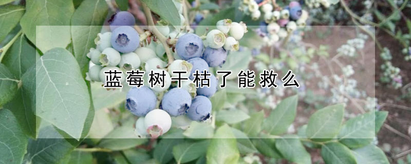 藍莓樹幹枯了能救麼