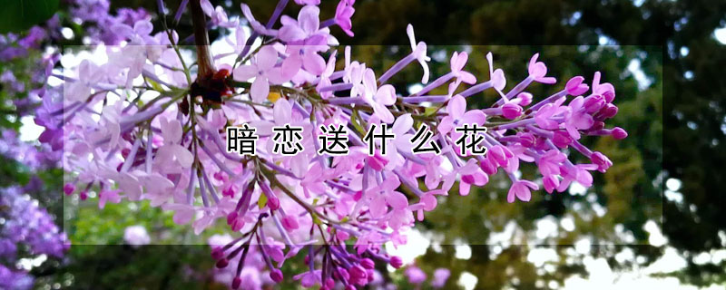 暗戀送什麼花