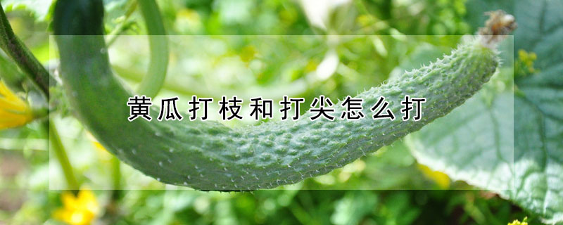 黃瓜打枝和打尖怎麼打