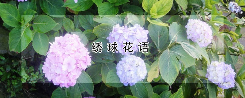 繡球花語