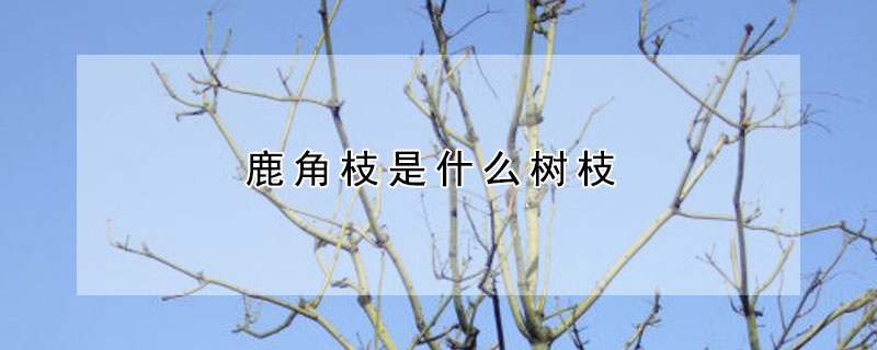 鹿角枝是什麼樹枝