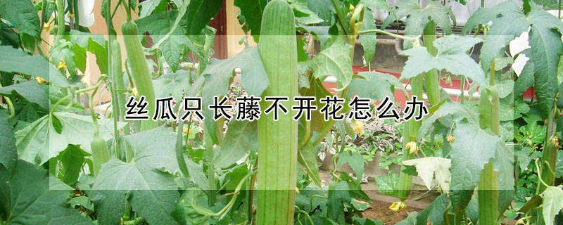 絲瓜隻長藤不開花怎麼辦