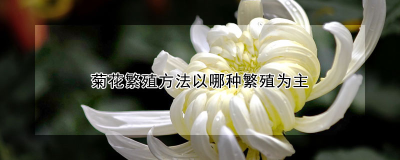 菊花繁殖方法以哪種繁殖為主