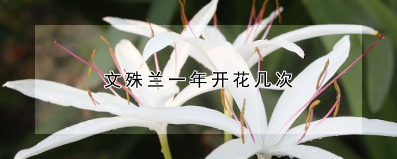 文殊蘭一年開花幾次