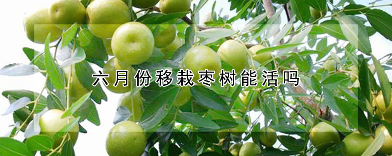 六月份移栽棗樹能活嗎