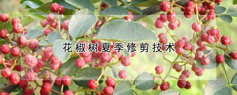 花椒樹夏季修剪技術