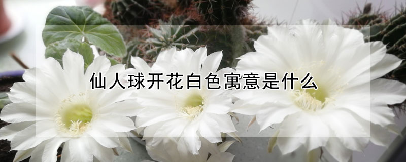 仙人球開花白色寓意是什麼