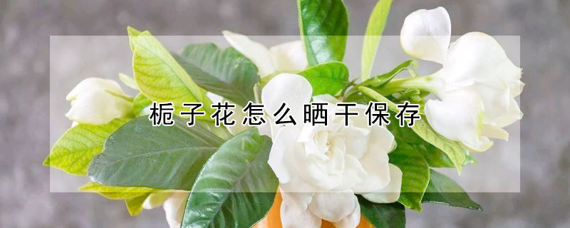 梔子花怎麼曬幹保存