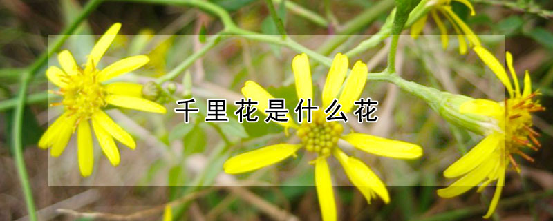 千裏花是什麼花