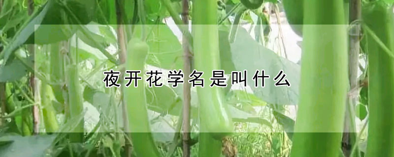 夜開花學名是叫什麼