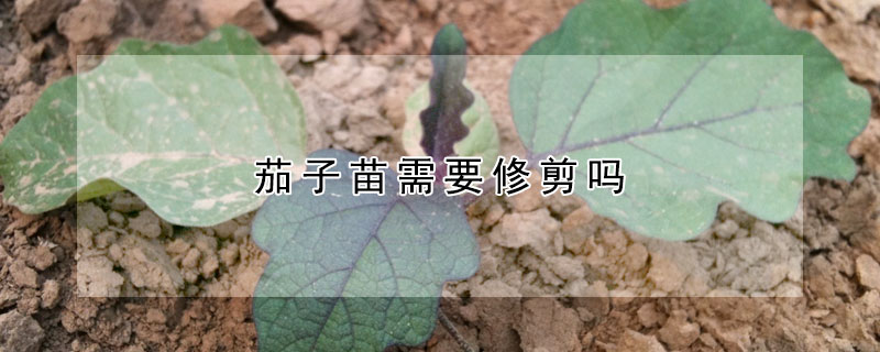 茄子苗需要修剪嗎