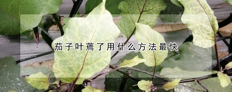 茄子葉蔫了用什麼方法最快