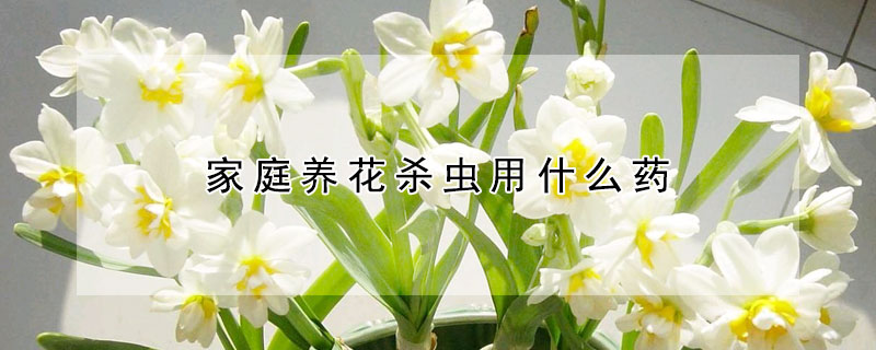 家庭養花殺蟲用什麼藥