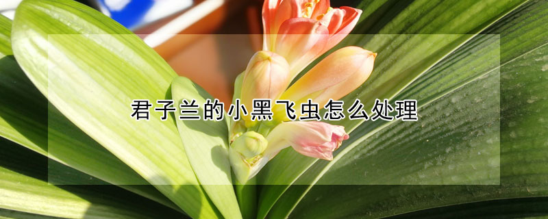 君子蘭的小黑飛蟲怎麼處理