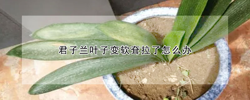 君子蘭葉子變軟耷拉了怎麼辦