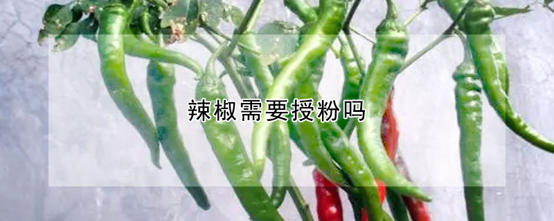 辣椒需要授粉嗎