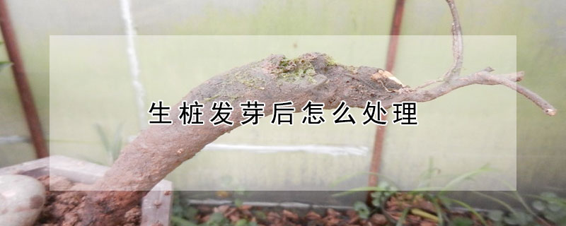 生樁發芽後怎麼處理