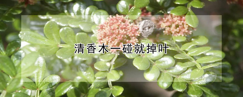 清香木一碰就掉葉