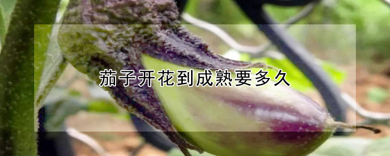 茄子開花到成熟要多久