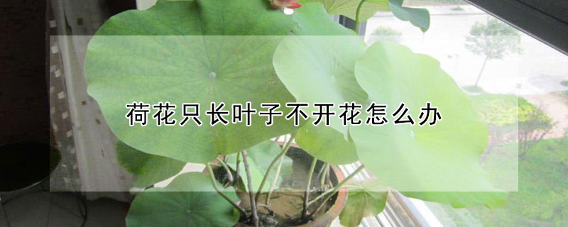 荷花隻長葉子不開花怎麼辦