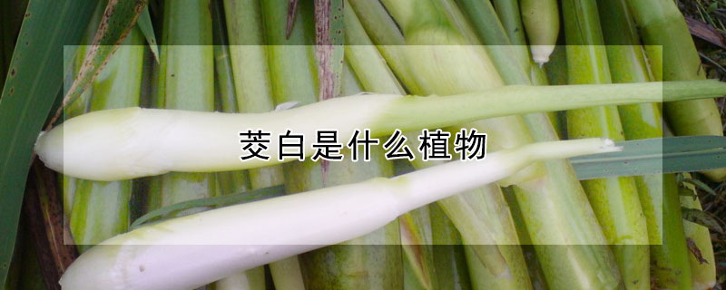 茭白是什麼植物