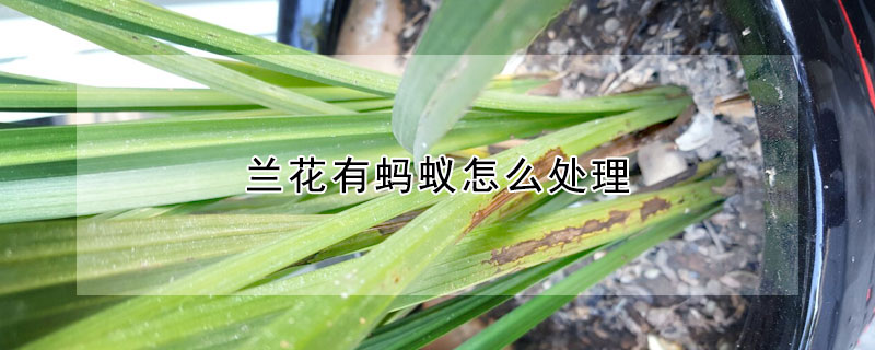 蘭花有螞蟻怎麼處理