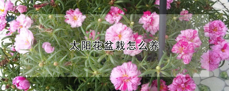 太陽花盆栽怎麼養