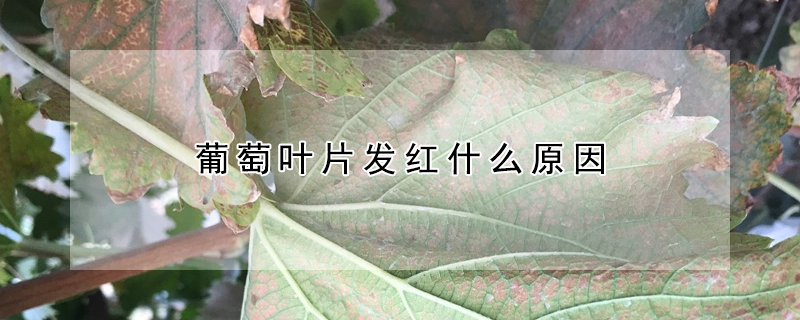 葡萄葉片發紅什麼原因