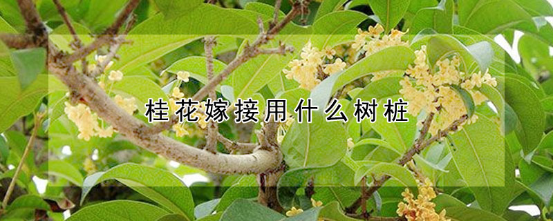 桂花嫁接用什麼樹樁