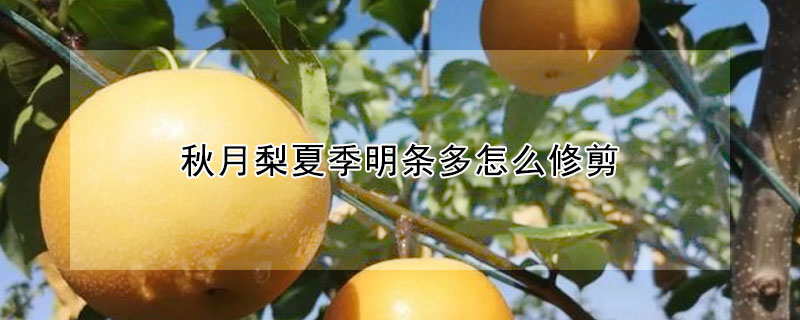 秋月梨夏季明條多怎麼修剪