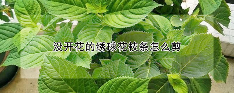 沒開花的繡球花枝條怎麼剪