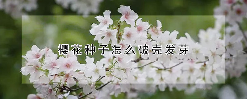 櫻花種子怎麼破殼發芽