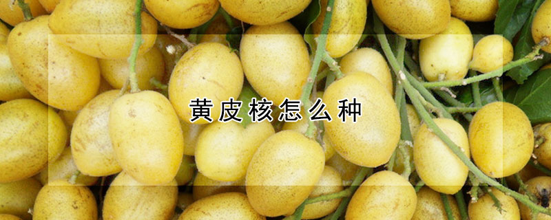 黃皮核怎麼種