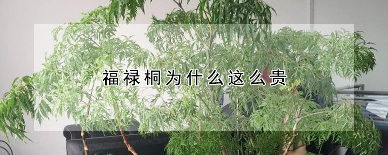 福祿桐為什麼這麼貴