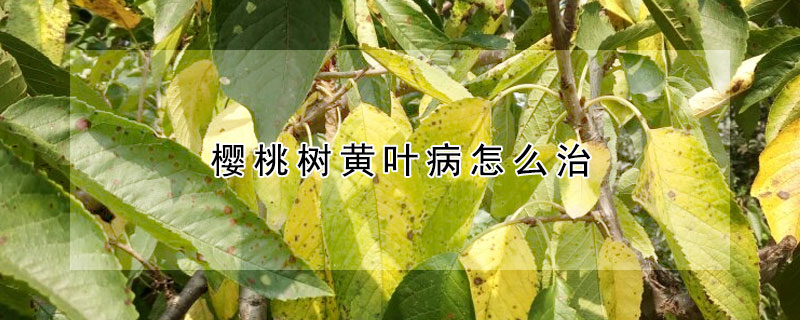 櫻桃樹黃葉病怎麼治