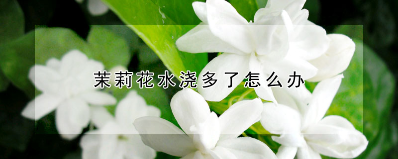 茉莉花水澆多了怎麼辦