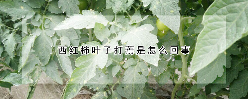 西紅柿葉子打蔫是怎麼回事