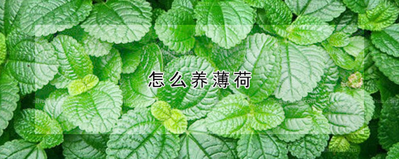 怎麼養薄荷