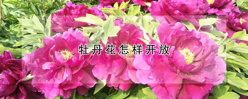 牡丹花怎樣開放