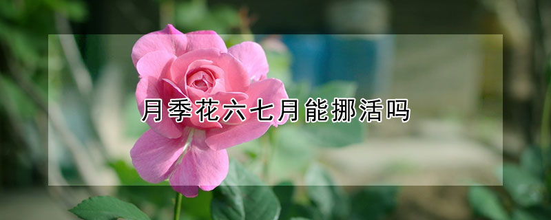 月季花六七月能挪活嗎