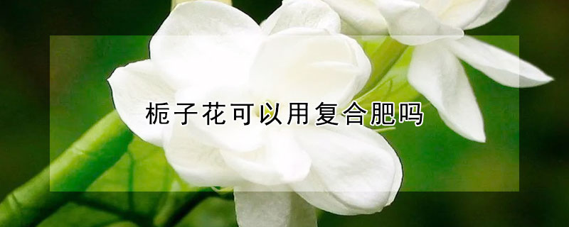 梔子花可以用複合肥嗎