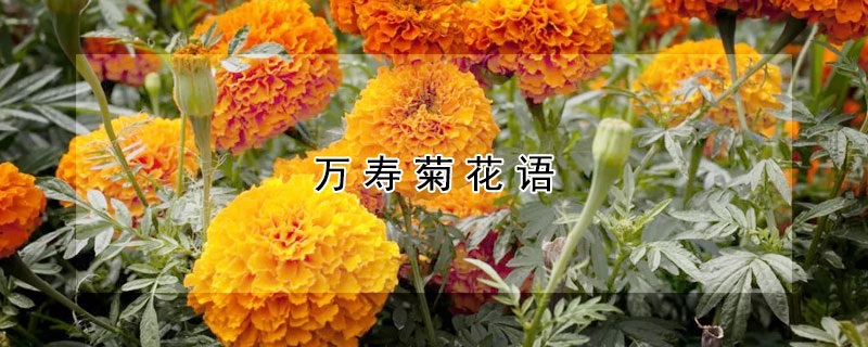 萬壽菊花語