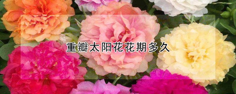 重瓣太陽花花期多久