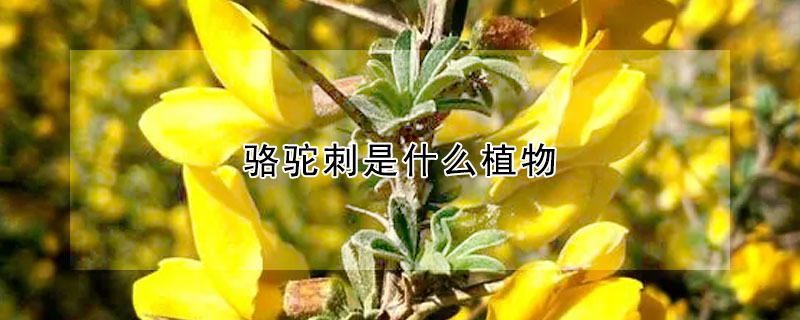 駱駝刺是什麼植物