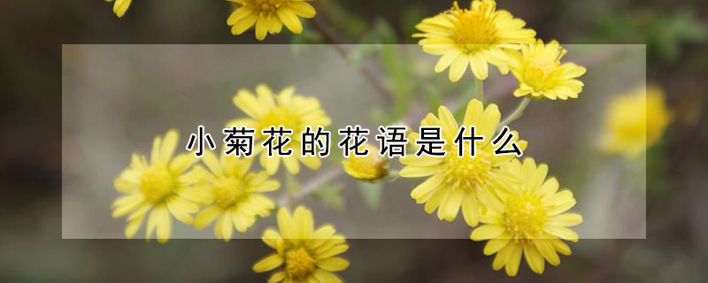 小菊花的花語是什麼